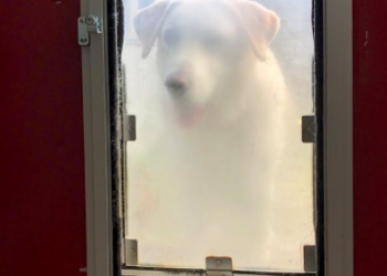 Seamless Access for Your Furry Friend: Getting the Right Tea...