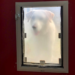 Seamless Access for Your Furry Friend: Getting the Right Team to Install the Perfect Dog Door  