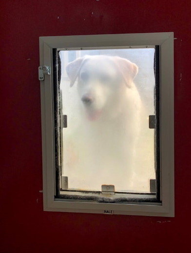 Seamless Access for Your Furry Friend: Getting the Right Team to Install the Perfect Dog Door  